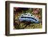 Sky Blue Phyllidia-Hal Beral-Framed Photographic Print