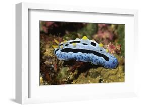 Sky Blue Phyllidia-Hal Beral-Framed Photographic Print