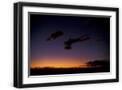 Black Frame