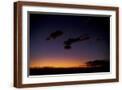 Brown Frame