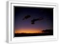 White Frame