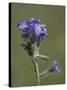 Sky Pilot (Polemonium Viscosum), Shoshone National Forest, Wyoming-James Hager-Stretched Canvas