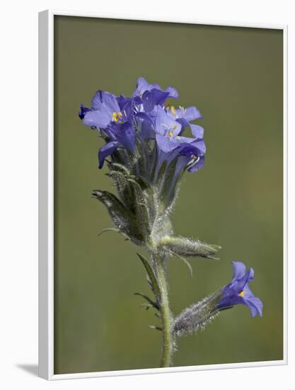 Sky Pilot (Polemonium Viscosum), Shoshone National Forest, Wyoming-James Hager-Framed Photographic Print