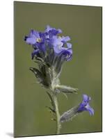 Sky Pilot (Polemonium Viscosum), Shoshone National Forest, Wyoming-James Hager-Mounted Photographic Print