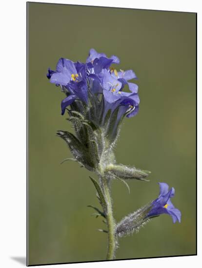 Sky Pilot (Polemonium Viscosum), Shoshone National Forest, Wyoming-James Hager-Mounted Photographic Print