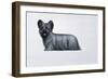 Sky Terrier-Harro Maass-Framed Giclee Print