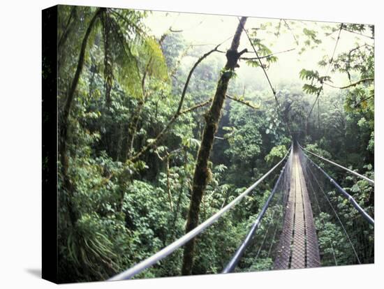 Sky Walk, Monteverde Cloud Forest, Costa Rica-Michele Westmorland-Stretched Canvas