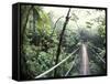 Sky Walk, Monteverde Cloud Forest, Costa Rica-Michele Westmorland-Framed Stretched Canvas