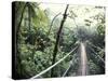 Sky Walk, Monteverde Cloud Forest, Costa Rica-Michele Westmorland-Stretched Canvas