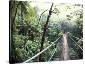 Sky Walk, Monteverde Cloud Forest, Costa Rica-Michele Westmorland-Stretched Canvas