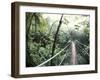 Sky Walk, Monteverde Cloud Forest, Costa Rica-Michele Westmorland-Framed Photographic Print