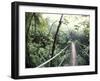 Sky Walk, Monteverde Cloud Forest, Costa Rica-Michele Westmorland-Framed Photographic Print