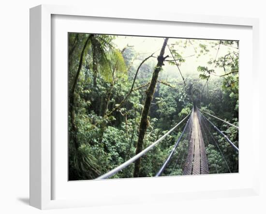 Sky Walk, Monteverde Cloud Forest, Costa Rica-Michele Westmorland-Framed Photographic Print