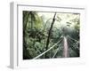 Sky Walk, Monteverde Cloud Forest, Costa Rica-Michele Westmorland-Framed Photographic Print