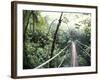 Sky Walk, Monteverde Cloud Forest, Costa Rica-Michele Westmorland-Framed Photographic Print