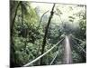 Sky Walk, Monteverde Cloud Forest, Costa Rica-Michele Westmorland-Mounted Photographic Print