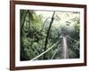 Sky Walk, Monteverde Cloud Forest, Costa Rica-Michele Westmorland-Framed Photographic Print