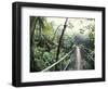 Sky Walk, Monteverde Cloud Forest, Costa Rica-Michele Westmorland-Framed Photographic Print