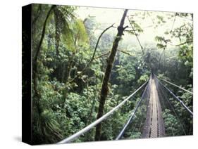 Sky Walk, Monteverde Cloud Forest, Costa Rica-Michele Westmorland-Stretched Canvas