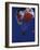 Skydiver with Red, White and Blue Parachute-null-Framed Photographic Print