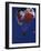 Skydiver with Red, White and Blue Parachute-null-Framed Photographic Print