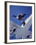 Skydivers Jumping from Plane-null-Framed Premium Photographic Print