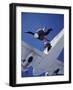 Skydivers Jumping from Plane-null-Framed Photographic Print