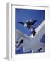 Skydivers Jumping from Plane-null-Framed Photographic Print