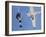 Skydivers Jumping from Plane-null-Framed Photographic Print