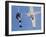 Skydivers Jumping from Plane-null-Framed Photographic Print