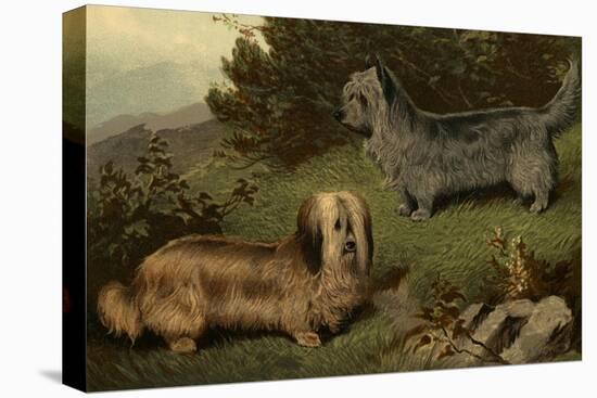 Skye Terriers-Vero Shaw-Stretched Canvas