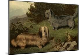 Skye Terriers-Vero Shaw-Mounted Art Print