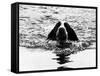 Skye the St. Bernard Dog Swimming-null-Framed Stretched Canvas