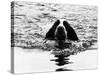 Skye the St. Bernard Dog Swimming-null-Stretched Canvas