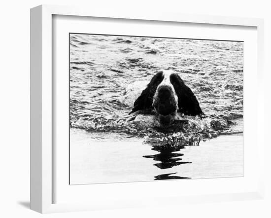 Skye the St. Bernard Dog Swimming-null-Framed Premium Photographic Print