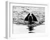 Skye the St. Bernard Dog Swimming-null-Framed Premium Photographic Print