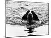 Skye the St. Bernard Dog Swimming-null-Mounted Premium Photographic Print