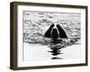 Skye the St. Bernard Dog Swimming-null-Framed Photographic Print