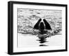 Skye the St. Bernard Dog Swimming-null-Framed Photographic Print