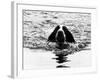 Skye the St. Bernard Dog Swimming-null-Framed Photographic Print