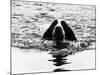 Skye the St. Bernard Dog Swimming-null-Mounted Photographic Print