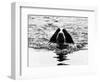 Skye the St. Bernard Dog Swimming-null-Framed Photographic Print