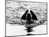 Skye the St. Bernard Dog Swimming-null-Mounted Photographic Print
