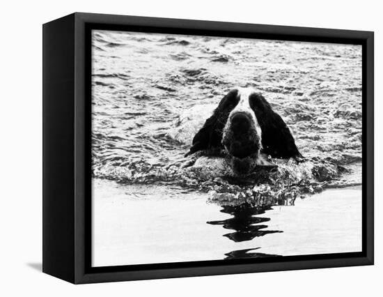 Skye the St. Bernard Dog Swimming-null-Framed Stretched Canvas