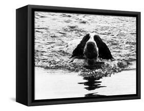 Skye the St. Bernard Dog Swimming-null-Framed Stretched Canvas