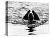 Skye the St. Bernard Dog Swimming-null-Stretched Canvas