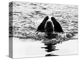 Skye the St. Bernard Dog Swimming-null-Stretched Canvas