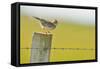 Skylark (Alauda Arvensis) Perched on a Fence Post, Vocalising, Balranald Reserve, Hebrides, UK-Fergus Gill-Framed Stretched Canvas