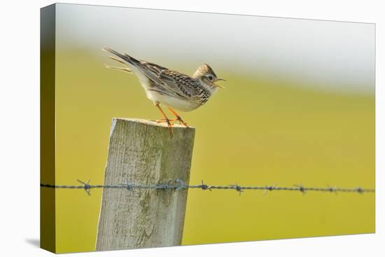 Skylark (Alauda Arvensis) Perched on a Fence Post, Vocalising, Balranald Reserve, Hebrides, UK-Fergus Gill-Stretched Canvas