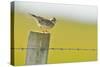 Skylark (Alauda Arvensis) Perched on a Fence Post, Vocalising, Balranald Reserve, Hebrides, UK-Fergus Gill-Stretched Canvas